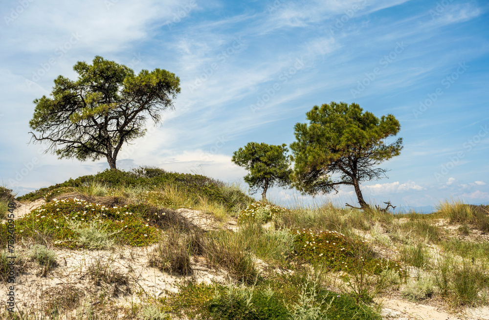 Beautiful trees near the twin beaches of Karidi and small Karidi, Vourvourou, Sithonia peninsula, Halkidiki, North Greece. Green pine tree and bushes, coastline of Aegean sea.