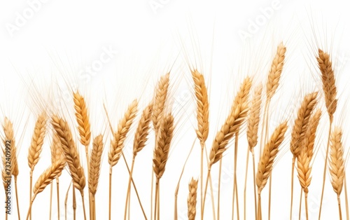Wheat on a white background. Wheat crop.