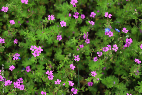 Fototapeta Naklejka Na Ścianę i Meble -  Geranium rotundifolium. Round-Leaved Cranesbill plant with green leaves and small pink flowers