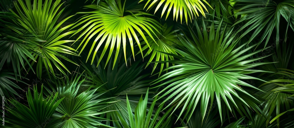 The jungle is filled with a variety of green plant organisms like Arecales, which include palm trees that grow as terrestrial plants.