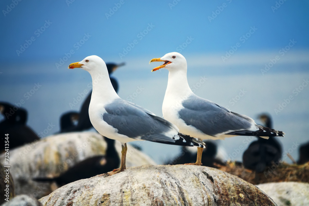 A pair of Herring-gull (Larus argentatus) dominates a mixed colony of marine birds as predators and food pirates A pair of Herring-gull (Larus argentatus) dominates a mixed colony of marine birds as predators and food pirates