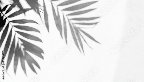 black and white background leaf
