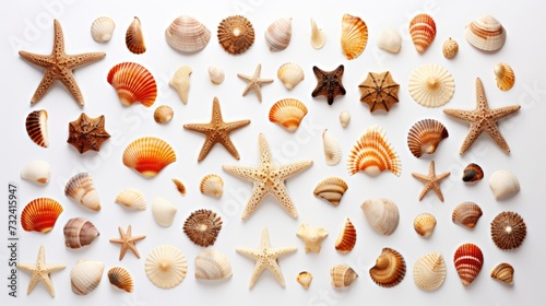 Various types of shells are displayed on a white table. Perfect for beach-themed designs or educational materials