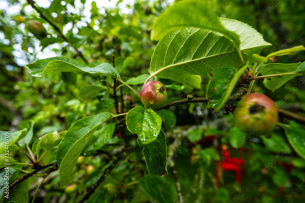 Apples on a wet old apple tree.
