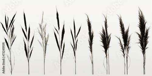 A row of tall grass against a plain white background. Perfect for adding a touch of nature to any design