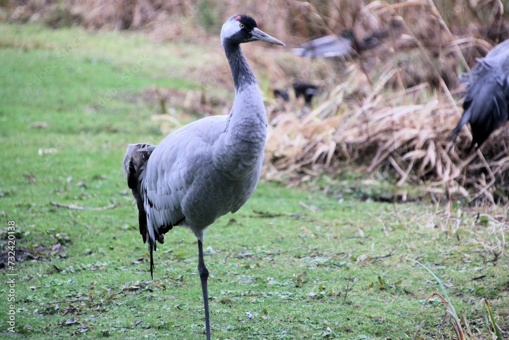 Naklejka premium A view of a Red Crowned Crane
