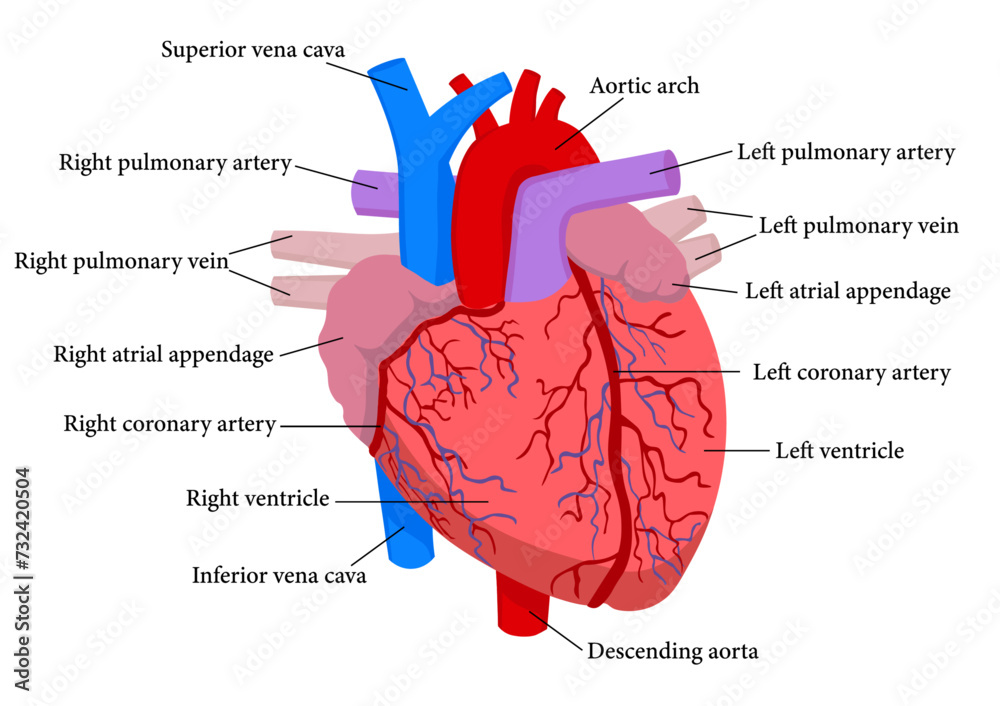 心臓の各部名称 Stock Vector Adobe Stock