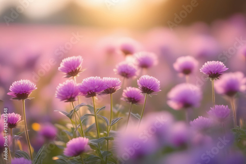 flowers in the field