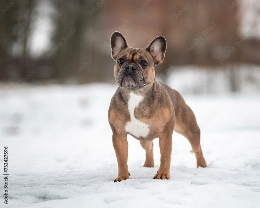 Beautiful French bulldog on a walk in the snow.