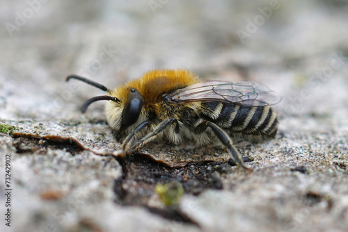 Closeup on a fluffy furry male Cellophane solitary bee, Colletes daviesanus sitting on wood