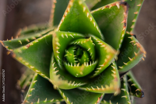 Cactus verde con puas photo