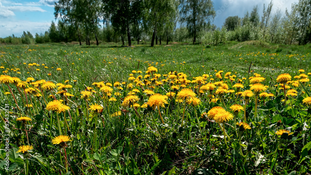 Field with yellow dandelions and blue sky in sunny day.