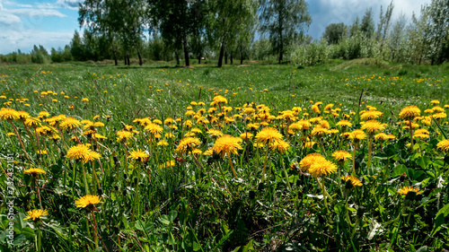 Field with yellow dandelions and blue sky in sunny day.