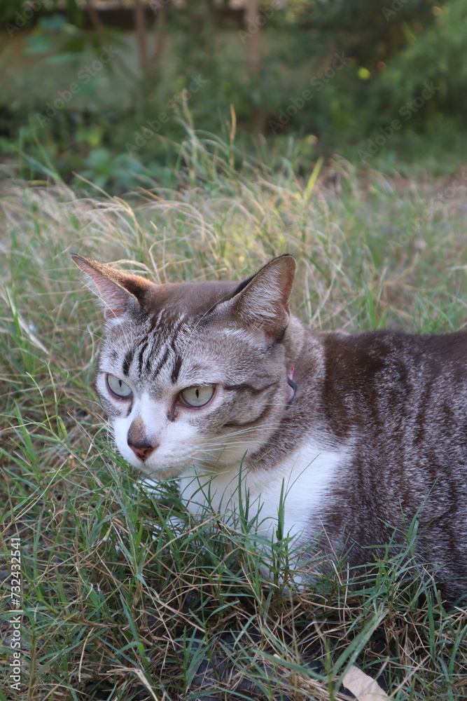 cute cat in the grass