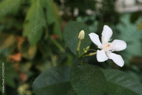 white flowers of a tree