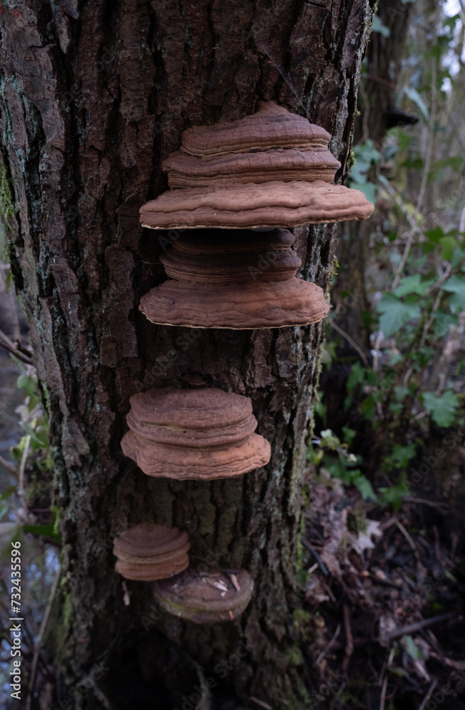 Fototapeta premium Various mushroom species. Shot in forest, park, and swamp areas, in both France and West Canada.
