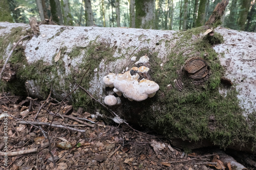 Various mushroom species. Shot in forest, park, and swamp areas, in both France and West Canada. Various mushroom species. Shot in forest, park, and swamp areas, in both France and West Canada.