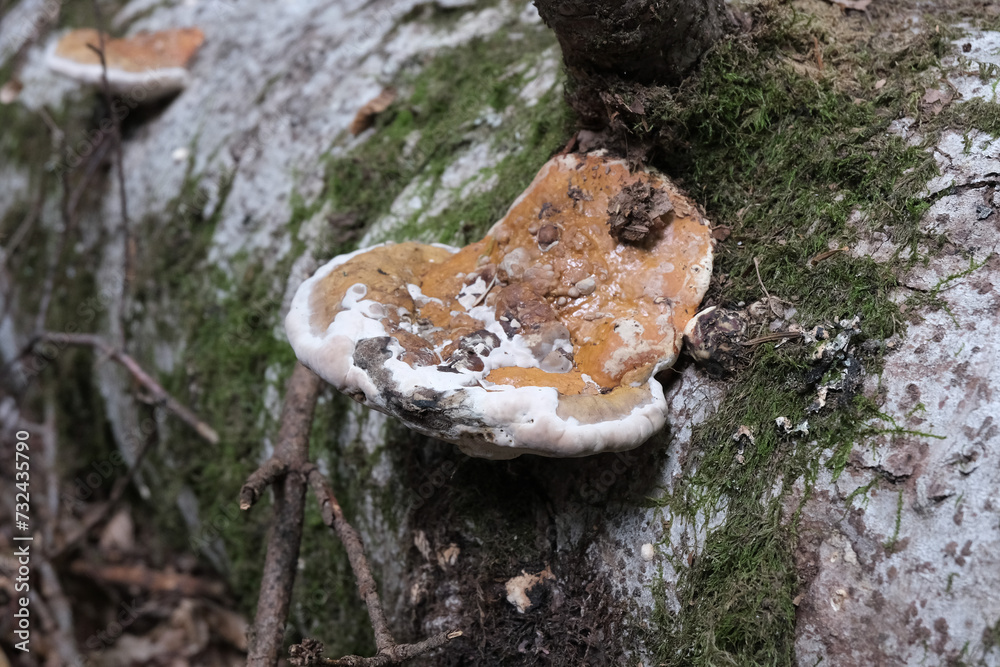 Various mushroom species. Shot in forest, park, and swamp areas, in both France and West Canada. Various mushroom species. Shot in forest, park, and swamp areas, in both France and West Canada.