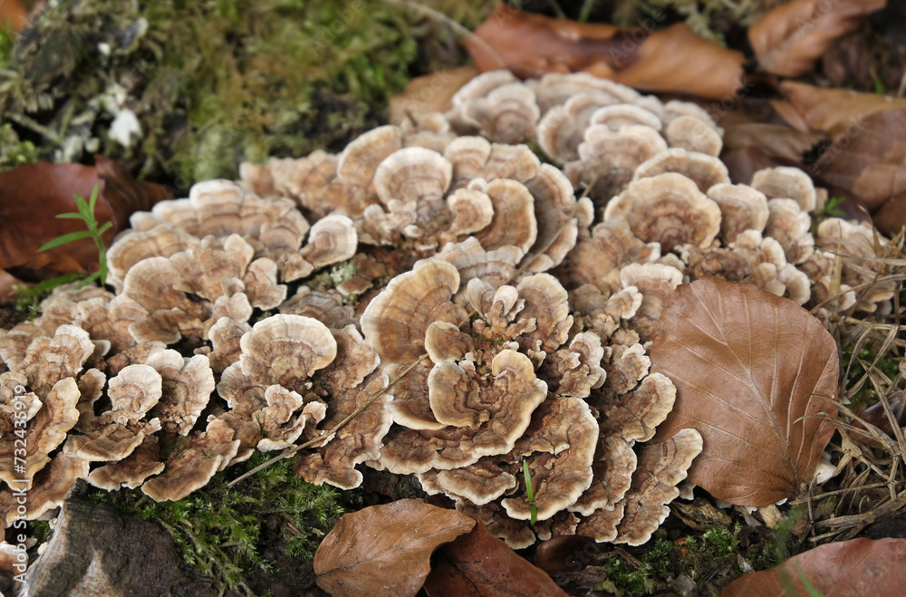 Various mushroom species. Shot in forest, park, and swamp areas, in both France and West Canada. Various mushroom species. Shot in forest, park, and swamp areas, in both France and West Canada.