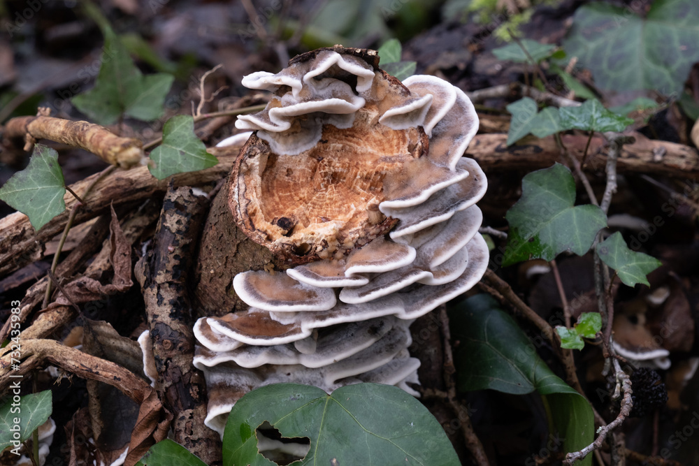 Various mushroom species. Shot in forest, park, and swamp areas, in both France and West Canada. Various mushroom species. Shot in forest, park, and swamp areas, in both France and West Canada.