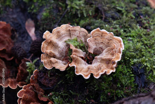 Various mushroom species. Shot in forest, park, and swamp areas, in both France and West Canada.