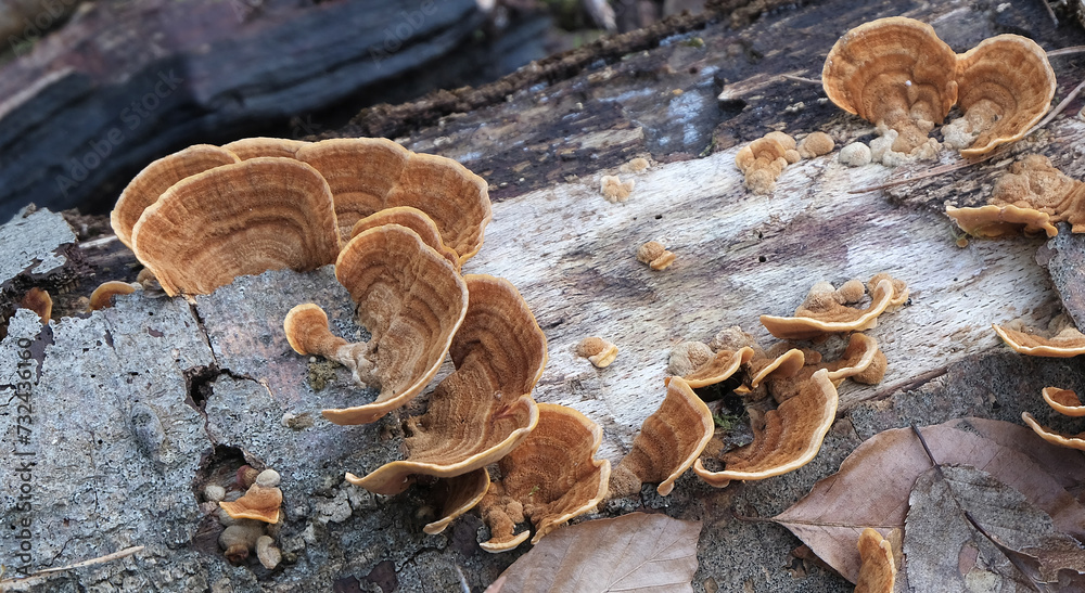 Various mushroom species. Shot in forest, park, and swamp areas, in both France and West Canada.