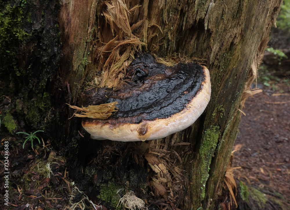 Various mushroom species. Shot in forest, park, and swamp areas, in both France and West Canada. Various mushroom species. Shot in forest, park, and swamp areas, in both France and West Canada.