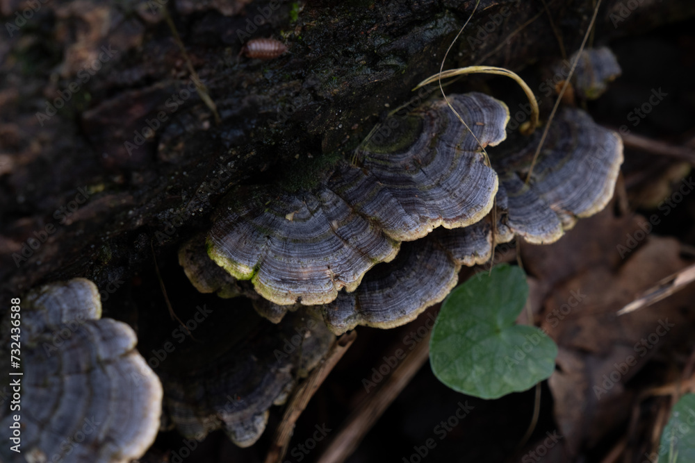 Various mushroom species. Shot in forest, park, and swamp areas, in both France and West Canada. Various mushroom species. Shot in forest, park, and swamp areas, in both France and West Canada.