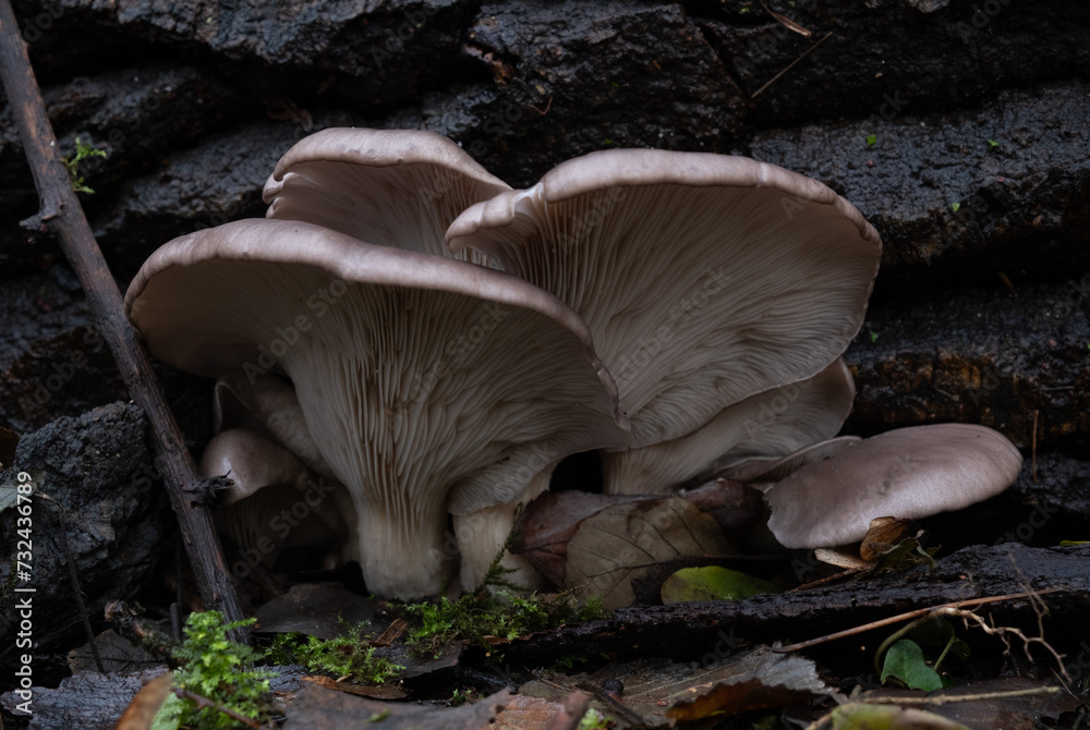 Fototapeta premium Various mushroom species. Shot in forest, park, and swamp areas, in both France and West Canada.