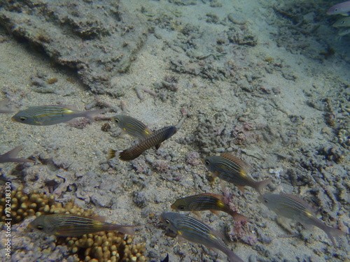 POISSON LAGON