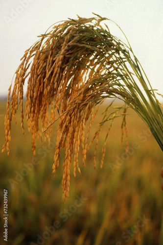 golden wheat field at sunset