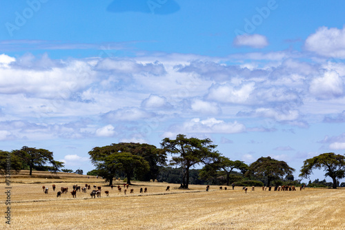 landscape with trees and clouds