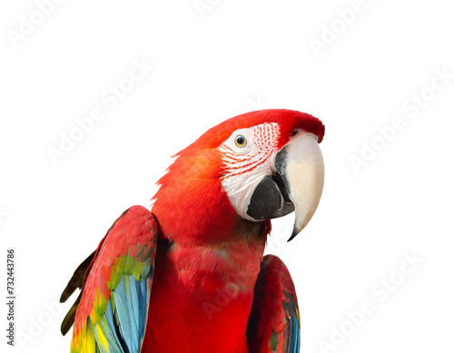Papagei isoliert auf weißem Hintergrund, Freisteller