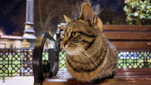 A cat sitting on the bench