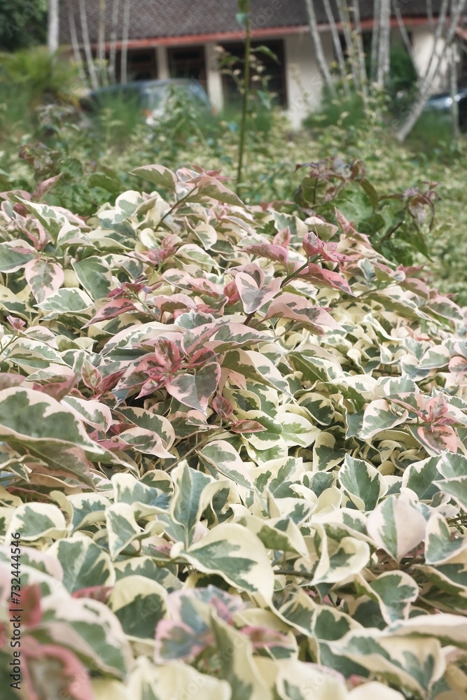 Fototapeta premium leaves in the garden