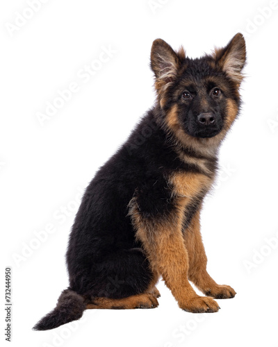 Cute German Shepherd dog puppy, sitting up side ways. Looking straight to camera, mouth closed. Isolated cutout on a white background.
