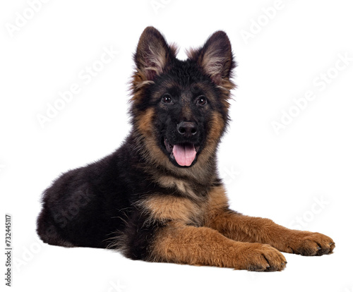 Cute German Shepherd dog puppy, laying down side ways. Looking straight to camera, mouth open and tongue out. Isolated cutout on a white background.