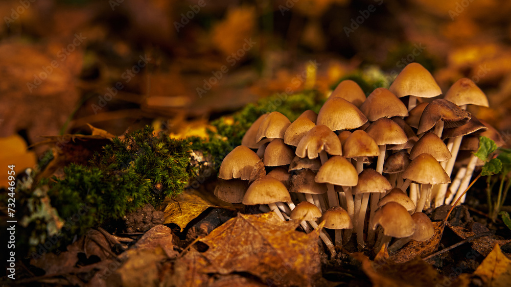 Fototapeta premium Beautiful group of mushrooms among the yellow autumn leaves and green moss