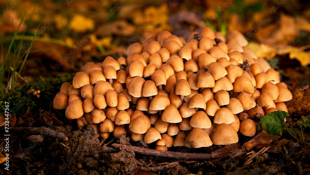 Close-up group of yellow mushrooms among the autumn leaves Close-up group of yellow mushrooms among the autumn leaves