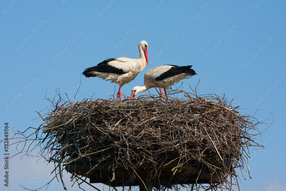 Fototapeta premium Two storks are building a nest