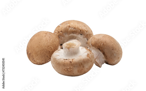 Group of 4 whole brown mushrooms isolated on a cut out PNG transparent background