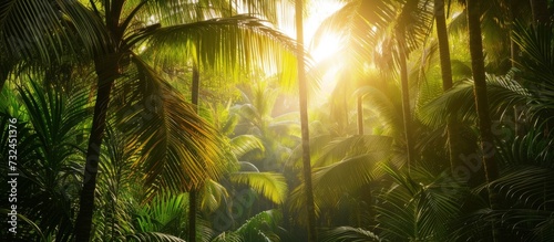 The sunlight filters through the dense foliage of jungle trees  illuminating the natural landscape with its radiant light.