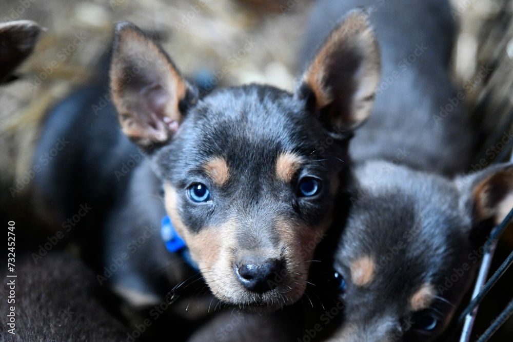 Close-up image of an adorable black Australian Kelpie puppy, featuring its big brown eyes Close-up image of an adorable black Australian Kelpie puppy, featuring its big brown eyes