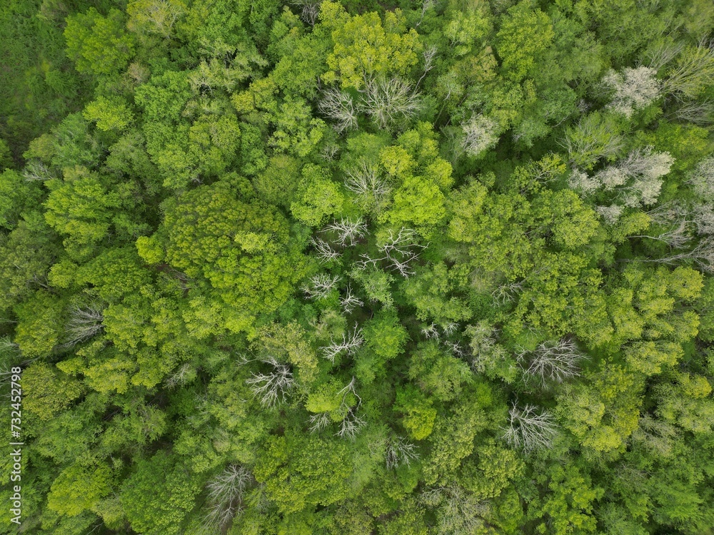 the top of some trees in the middle of a forest