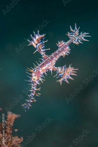 Vertical closeup of Solenostomus paradoxus swimming underwater