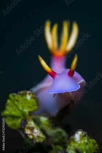 Vertical closeup of a Hypselodoris bullocki swimming underwater photo