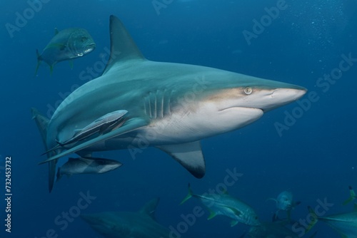 a large shark and a group of small fish swimming together