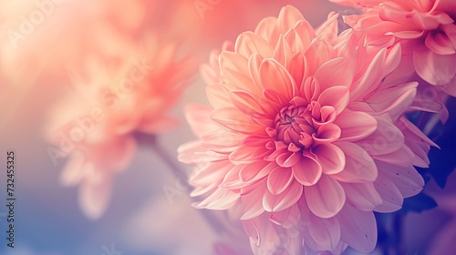 gorgeous flowers created using color filters © Suleyman