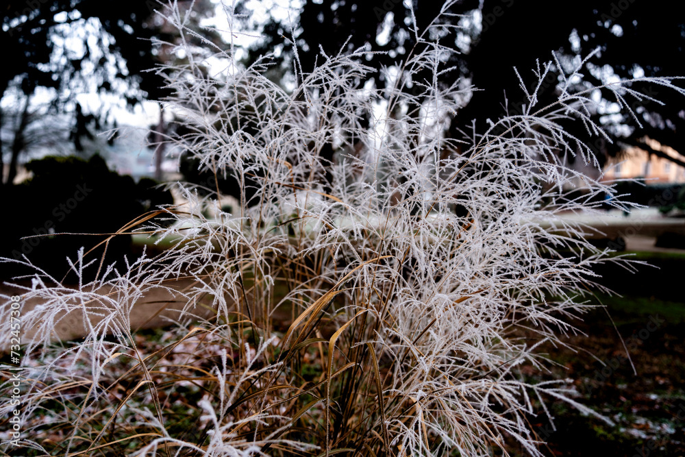 Les plantes en hiver - très jolie brouillard Les plantes en hiver - très jolie brouillard
