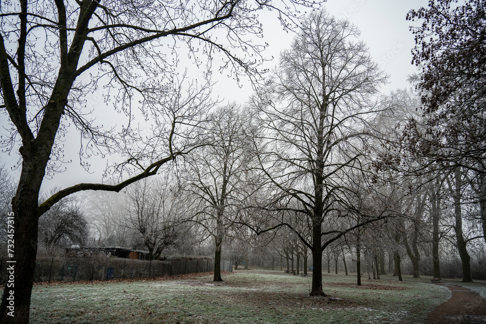 Les plantes en hiver - très jolie brouillard Les plantes en hiver - très jolie brouillard